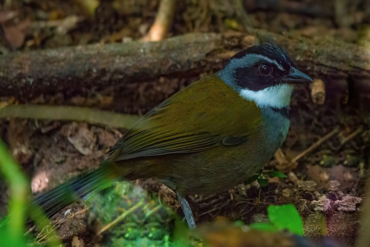 Sierra Nevada Brushfinch - Jaap Velden