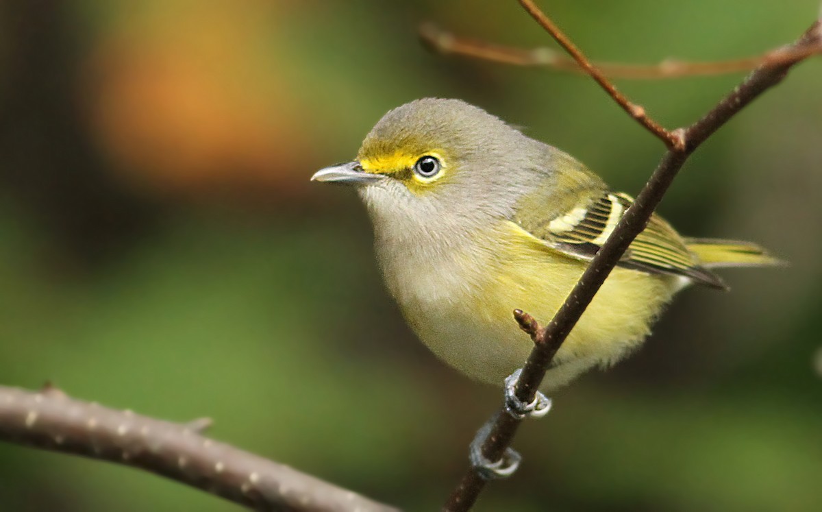 White-eyed Vireo - ML61066971