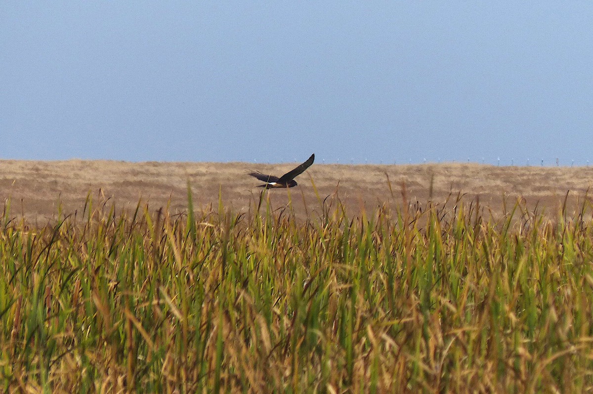 Northern Harrier - ML610669750