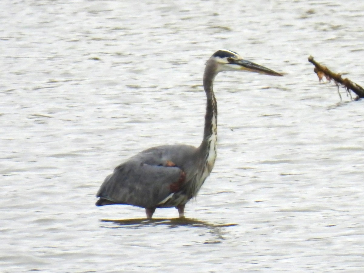 Great Blue Heron - ML610669755