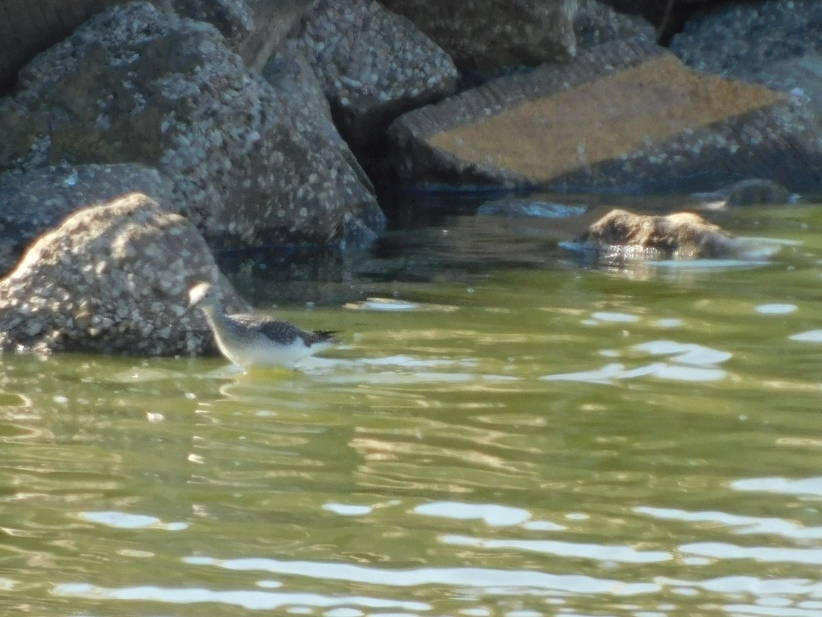 Greater Yellowlegs - ML610669762