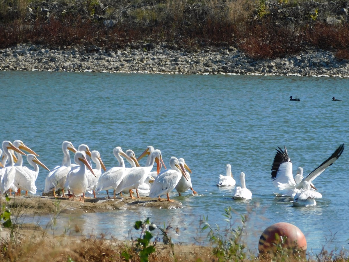 American White Pelican - ML610669774