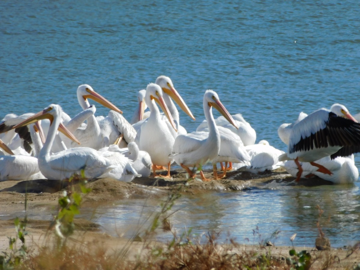 pelikán severoamerický - ML610669775