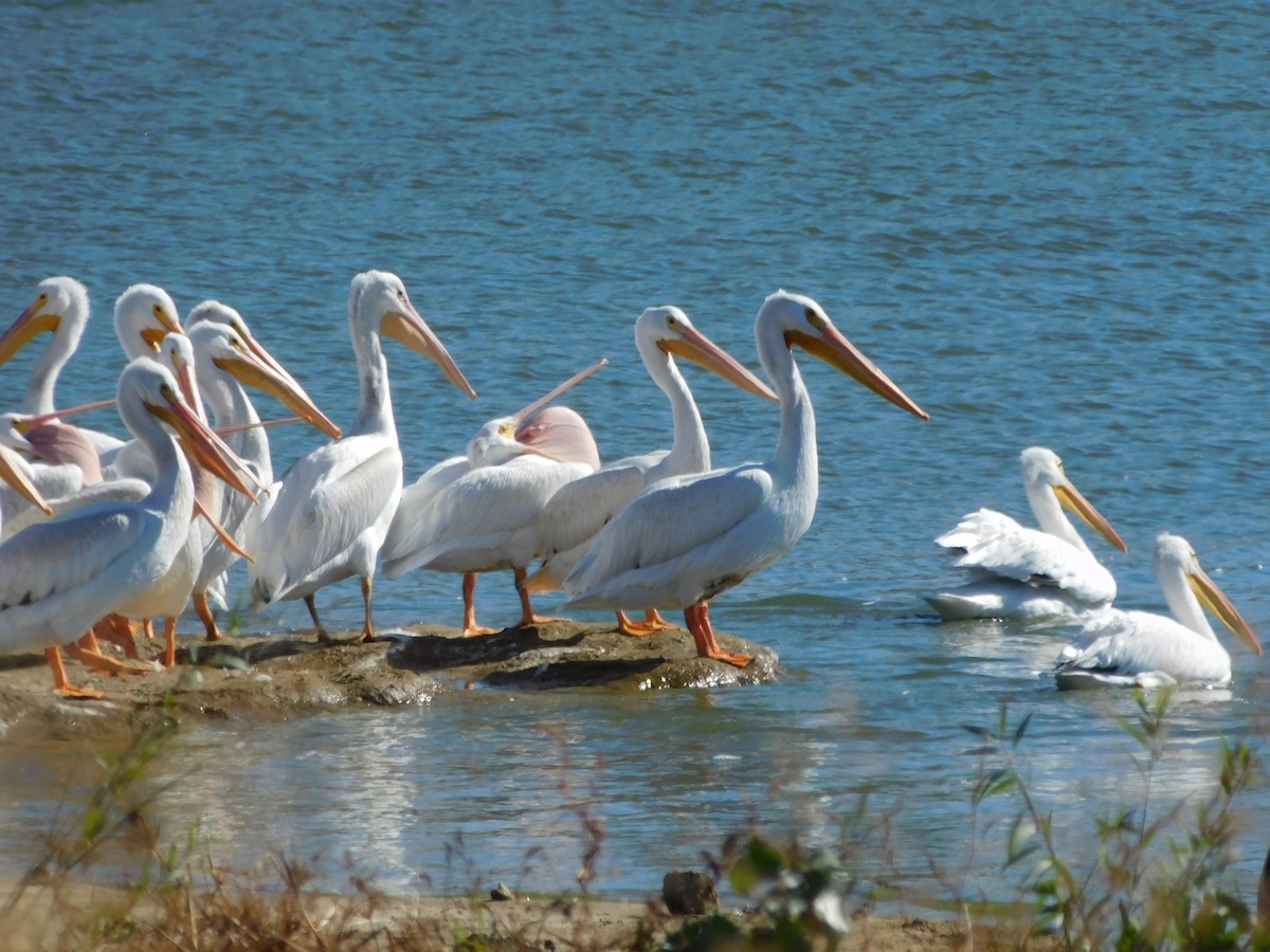 American White Pelican - ML610669776