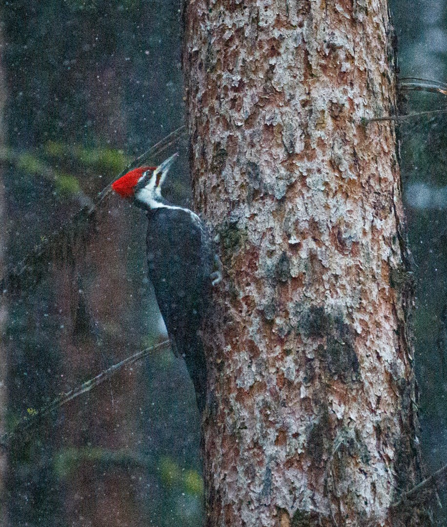 Pileated Woodpecker - ML610669785