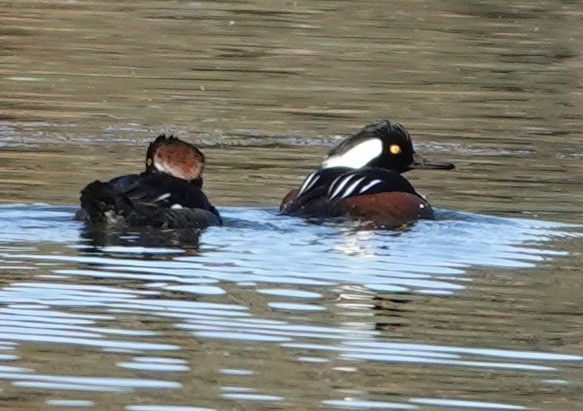 Hooded Merganser - ML610669926