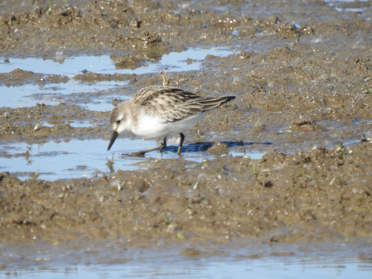 Semipalmated Sandpiper - ML610670027