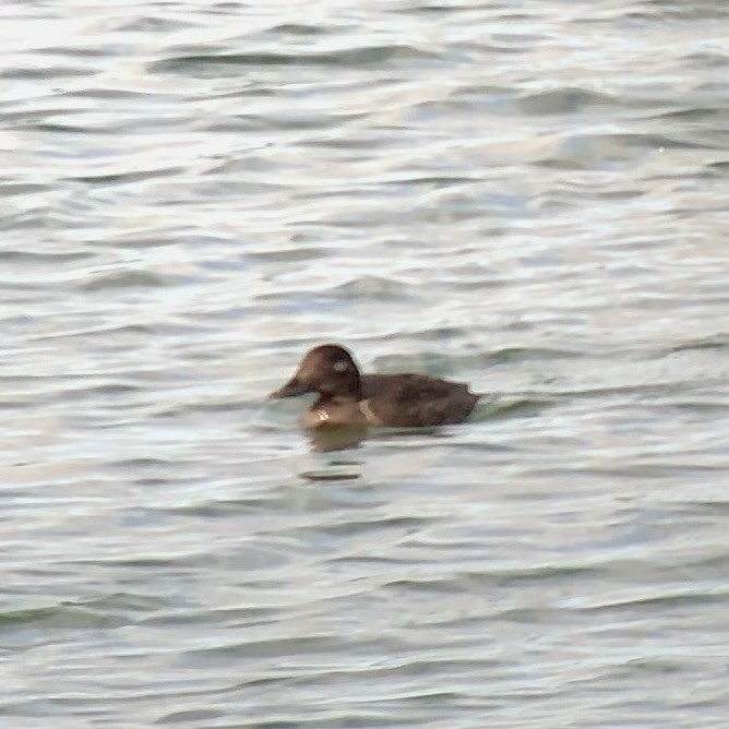 Velvet Scoter - ML610670104