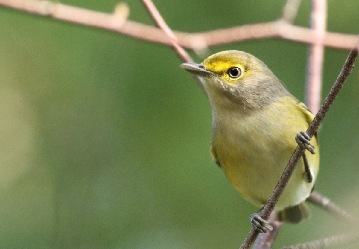 Vireo Ojiblanco - ML61067011