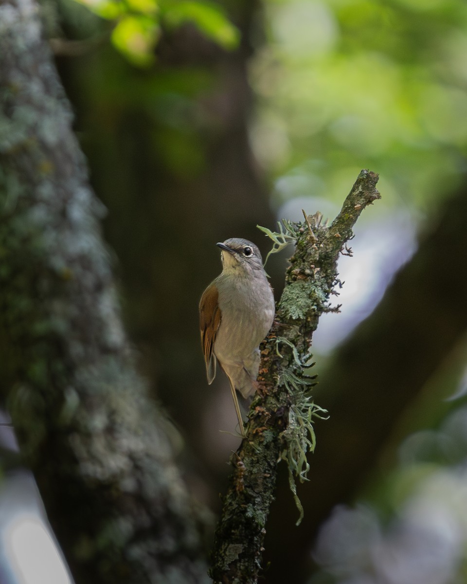 Brown-backed Solitaire - ML610670125
