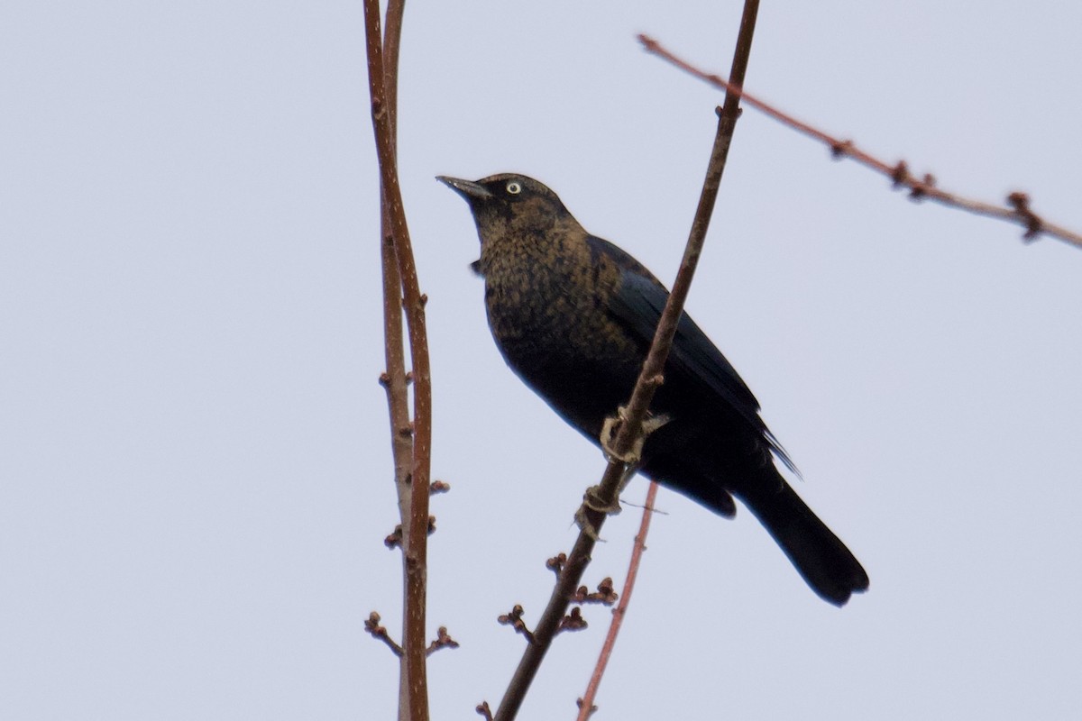 Quiscale rouilleux - ML610670155