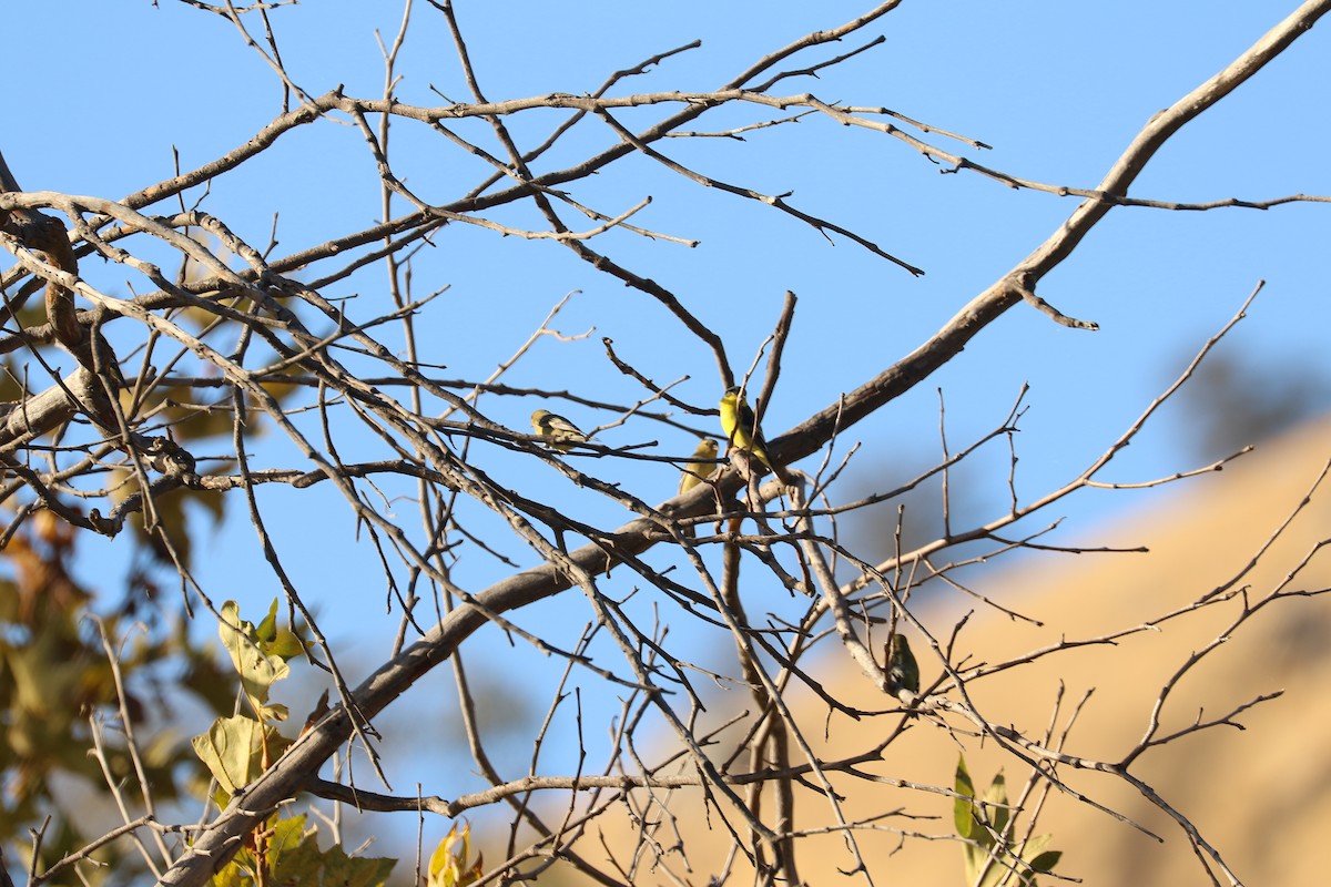 Lesser Goldfinch - ML610670204