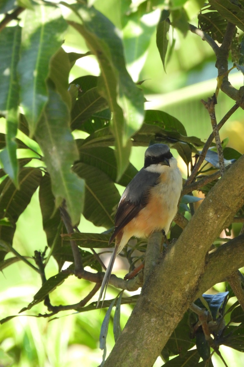 Gray-backed Shrike - Lachlan Lamont