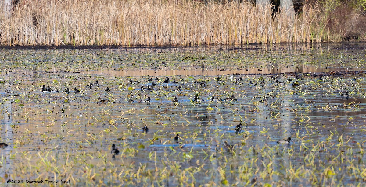 Ring-necked Duck - ML610670445