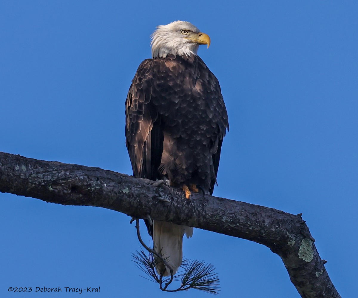 Bald Eagle - ML610670465