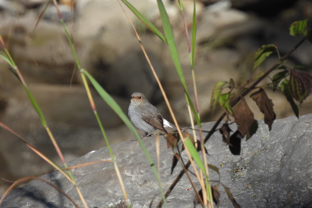 Plumbeous Redstart - ML610670474