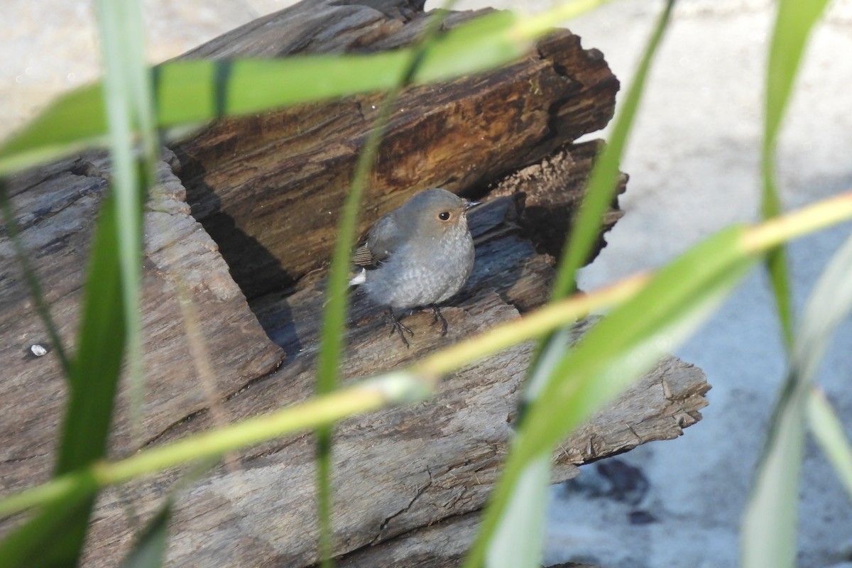 Plumbeous Redstart - ML610670486