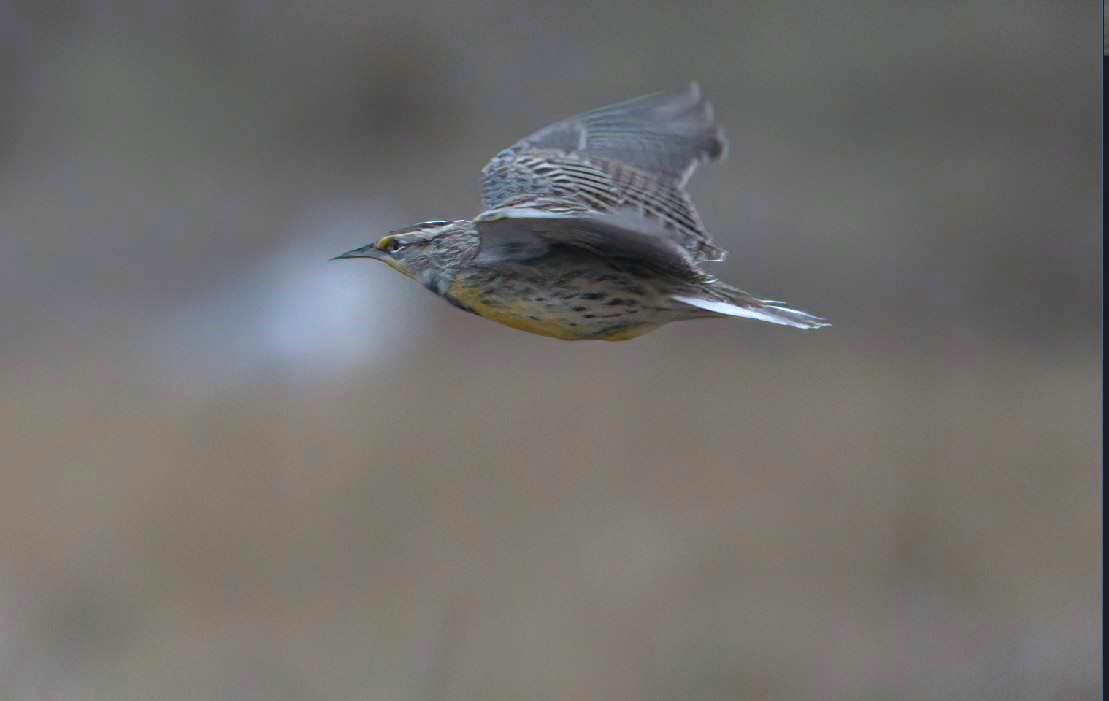 Western Meadowlark - Tom Pawloski