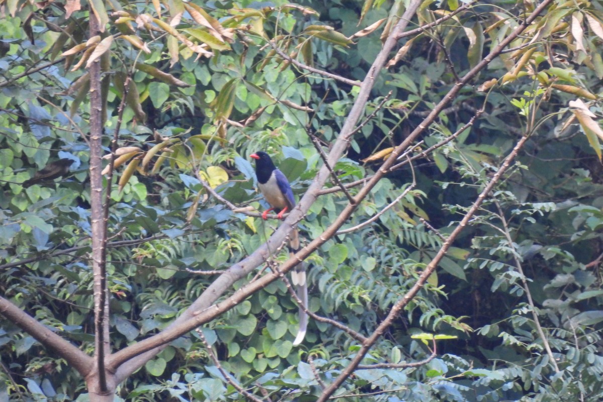 Red-billed Blue-Magpie - ML610670556