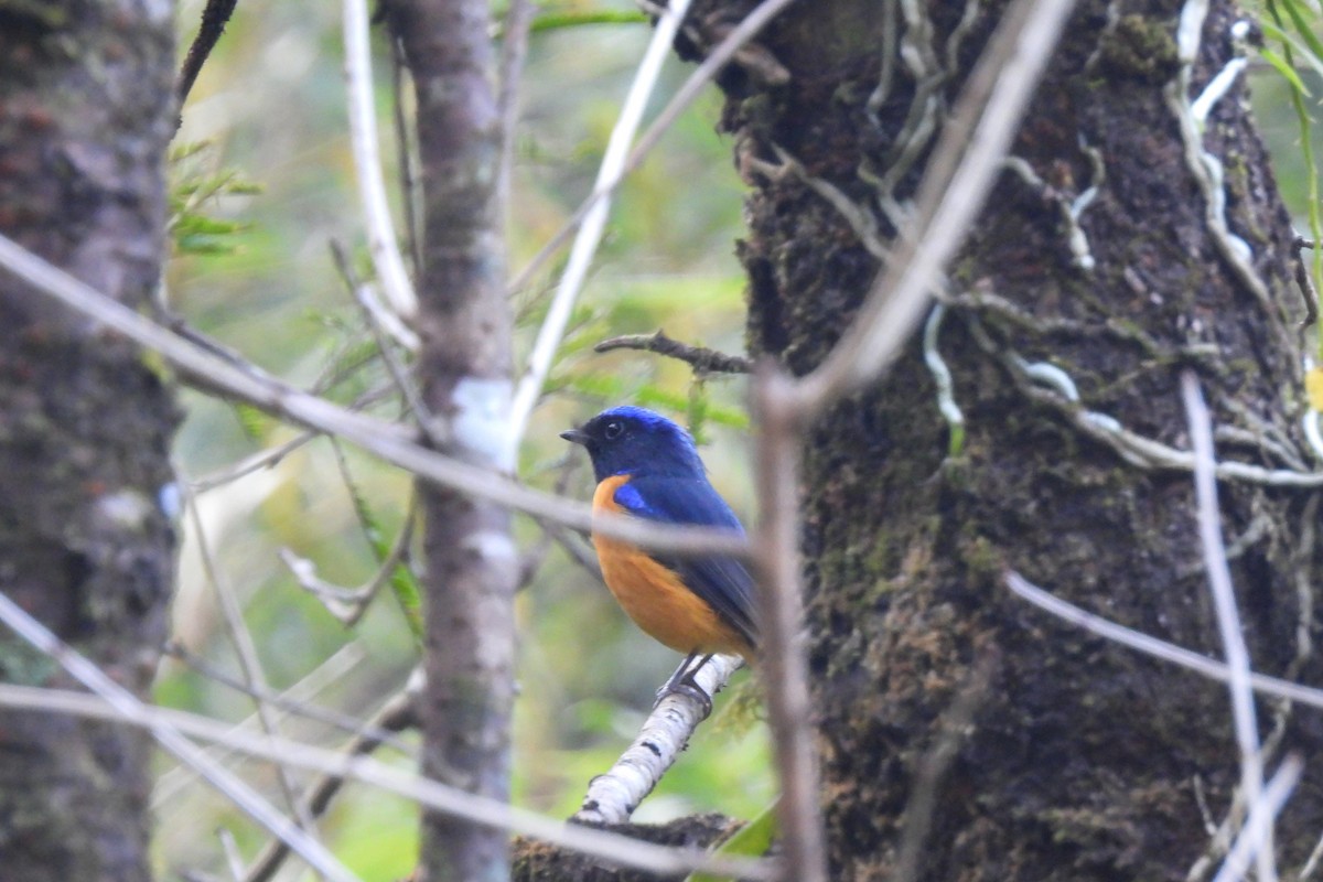 Rufous-bellied Niltava - Lachlan Lamont