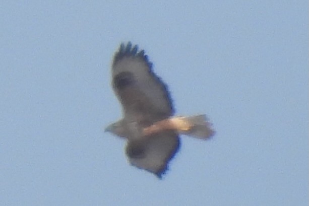 Long-legged Buzzard - ML610670601