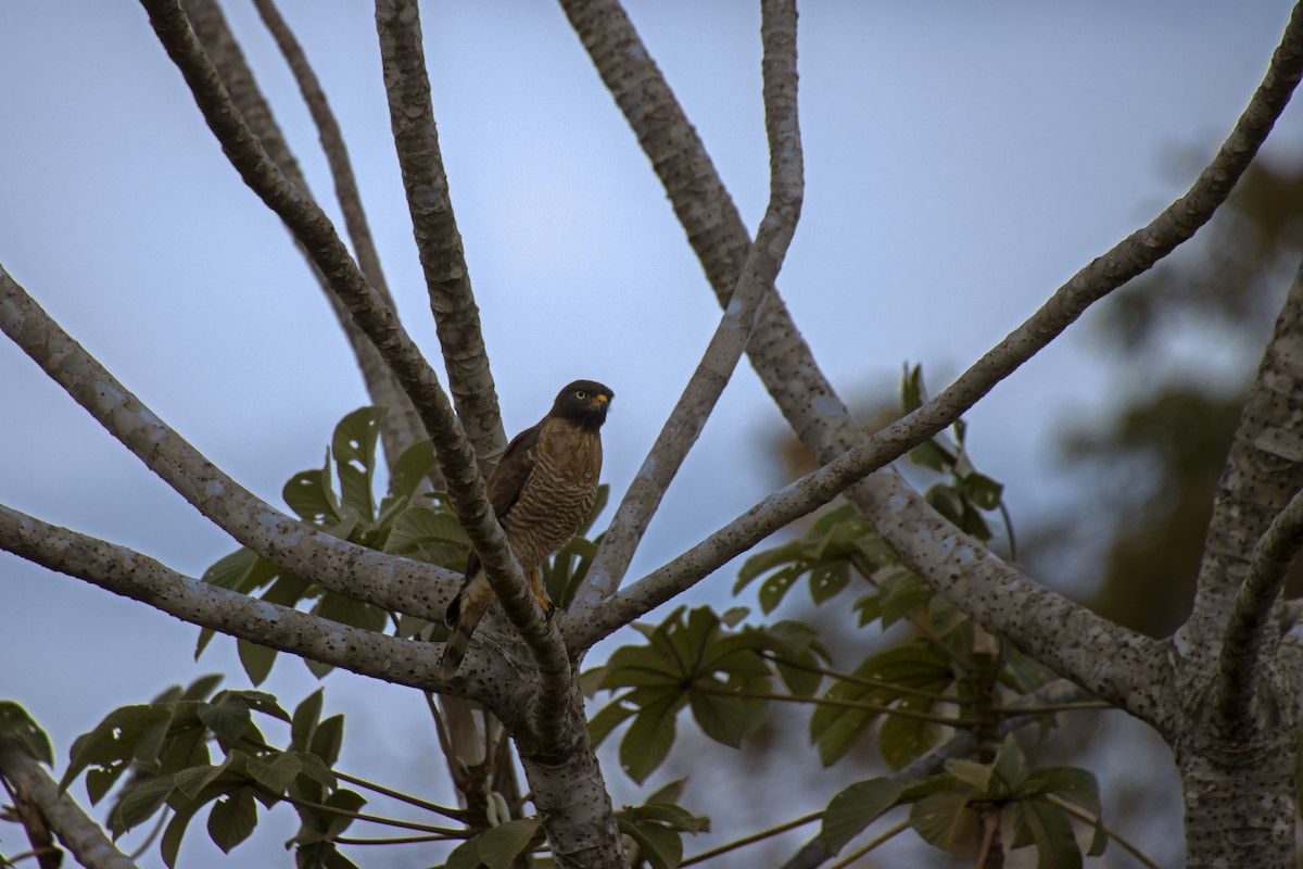 Roadside Hawk - Antonio Rodriguez-Sinovas