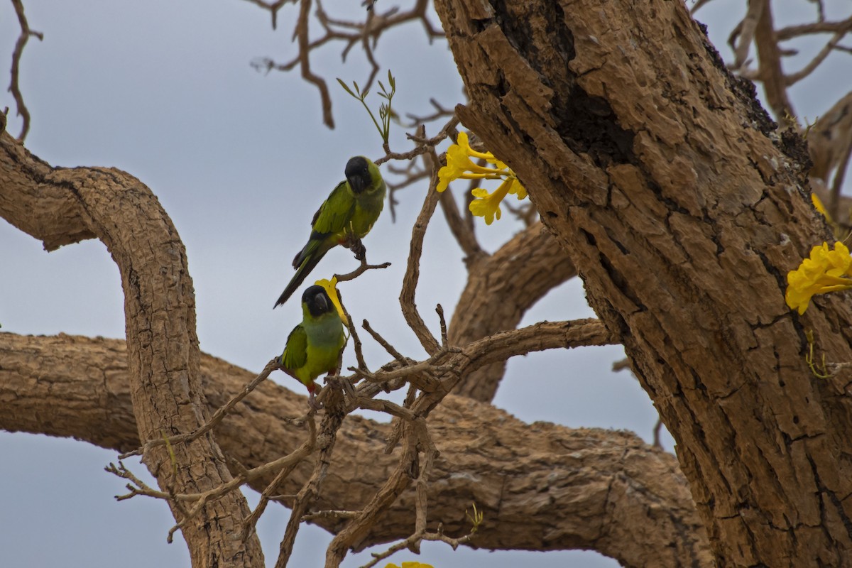 Nanday Parakeet - Antonio Rodriguez-Sinovas