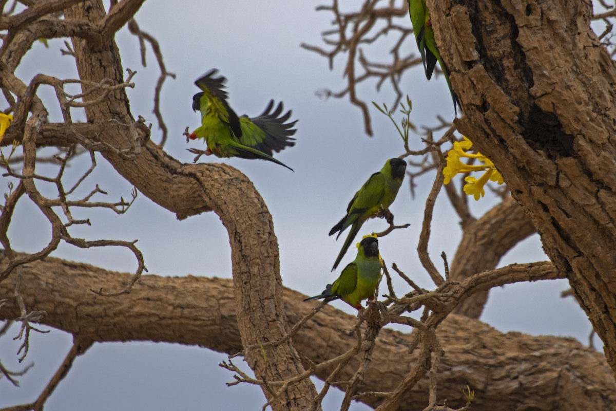 Nanday Parakeet - Antonio Rodriguez-Sinovas
