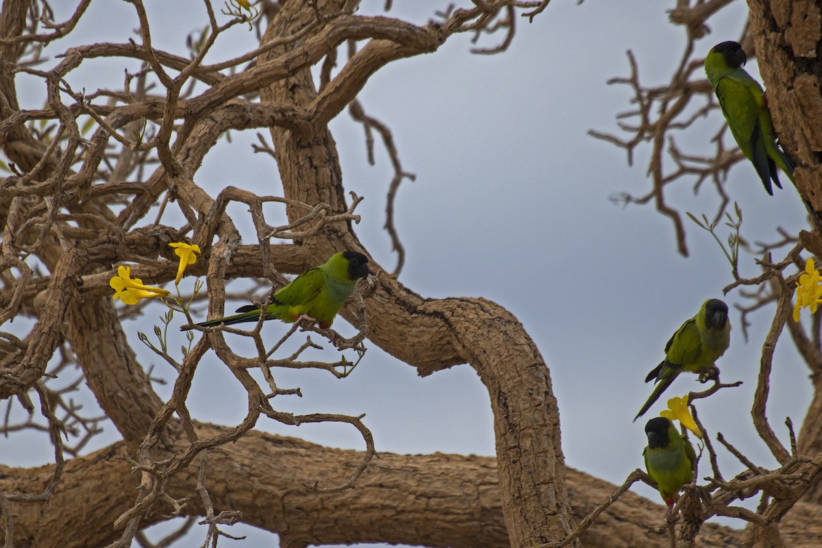 Nanday Parakeet - Antonio Rodriguez-Sinovas
