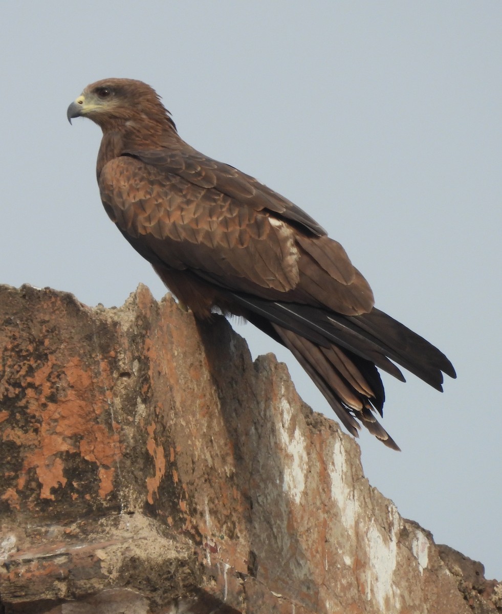 Black Kite - Lachlan Lamont