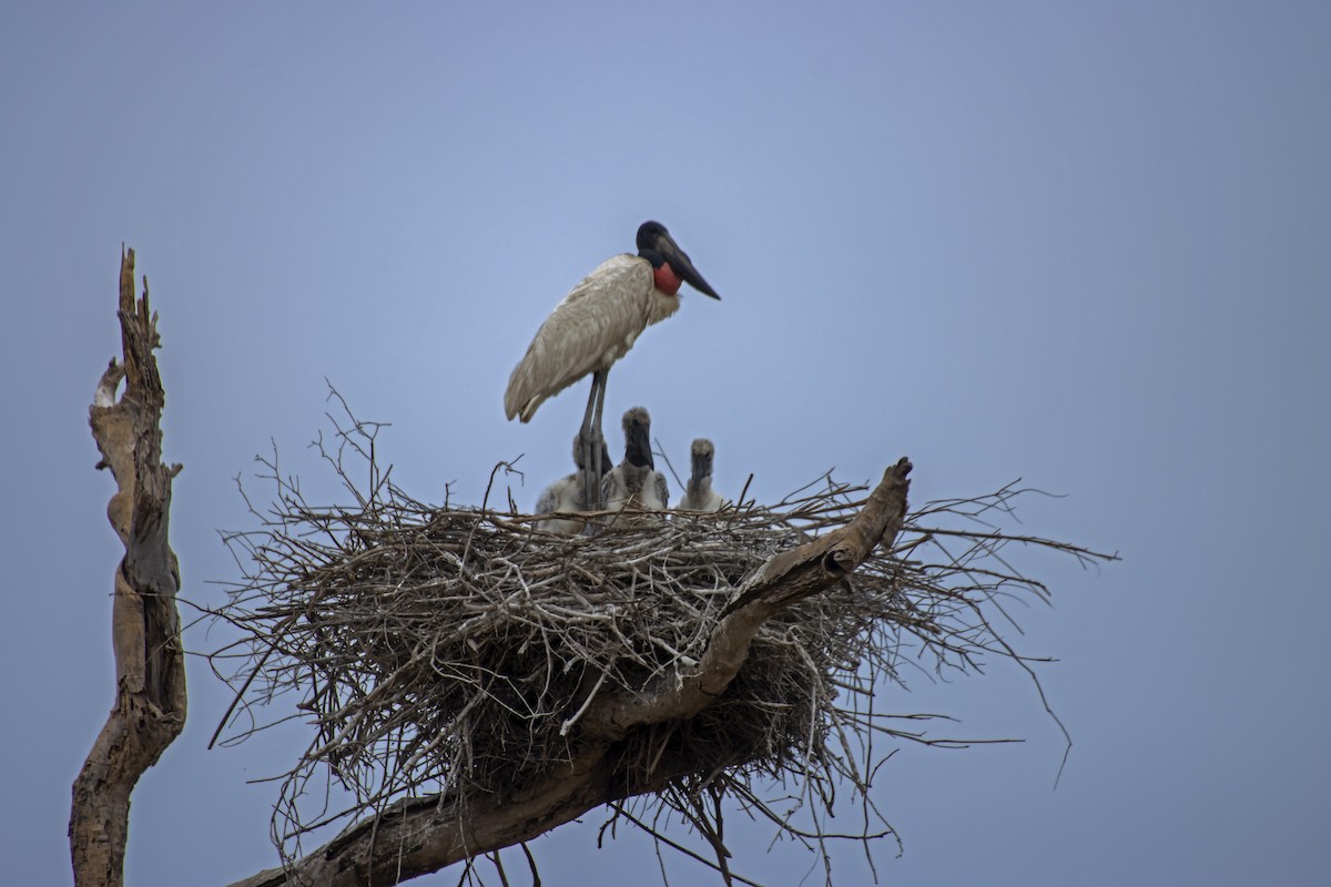Jabiru - Antonio Rodriguez-Sinovas