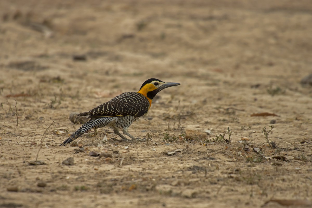 Campo Flicker - Antonio Rodriguez-Sinovas