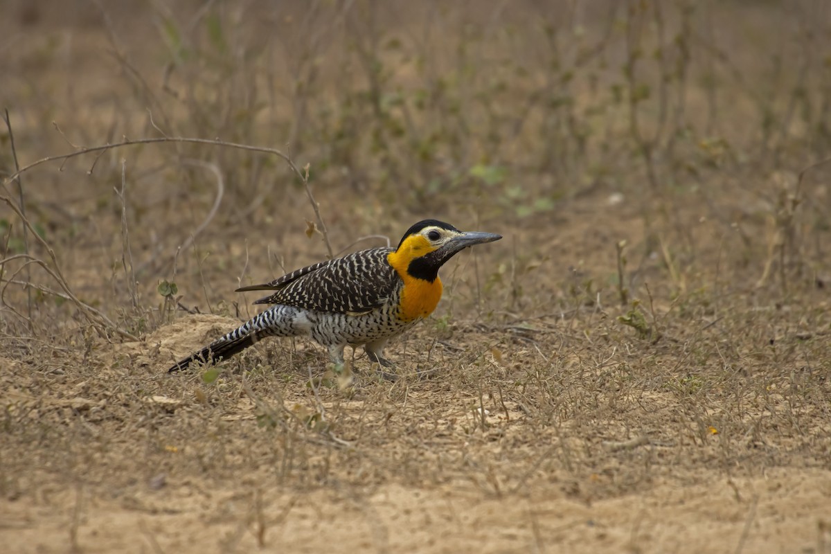 Campo Flicker - Antonio Rodriguez-Sinovas