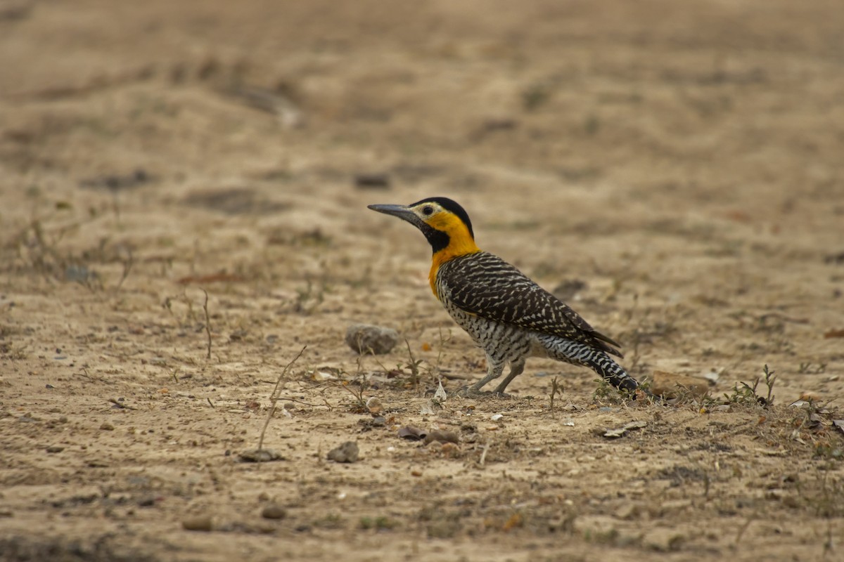 Campo Flicker - Antonio Rodriguez-Sinovas