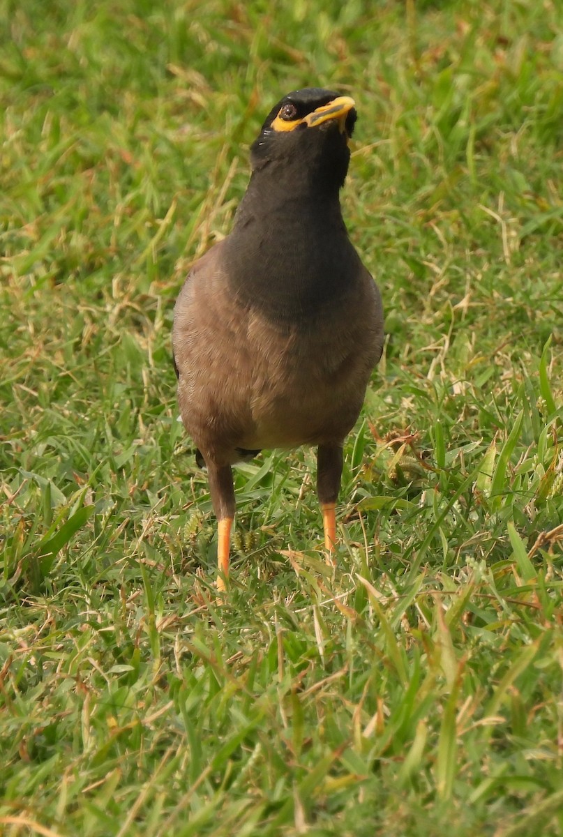 Common Myna - ML610670690