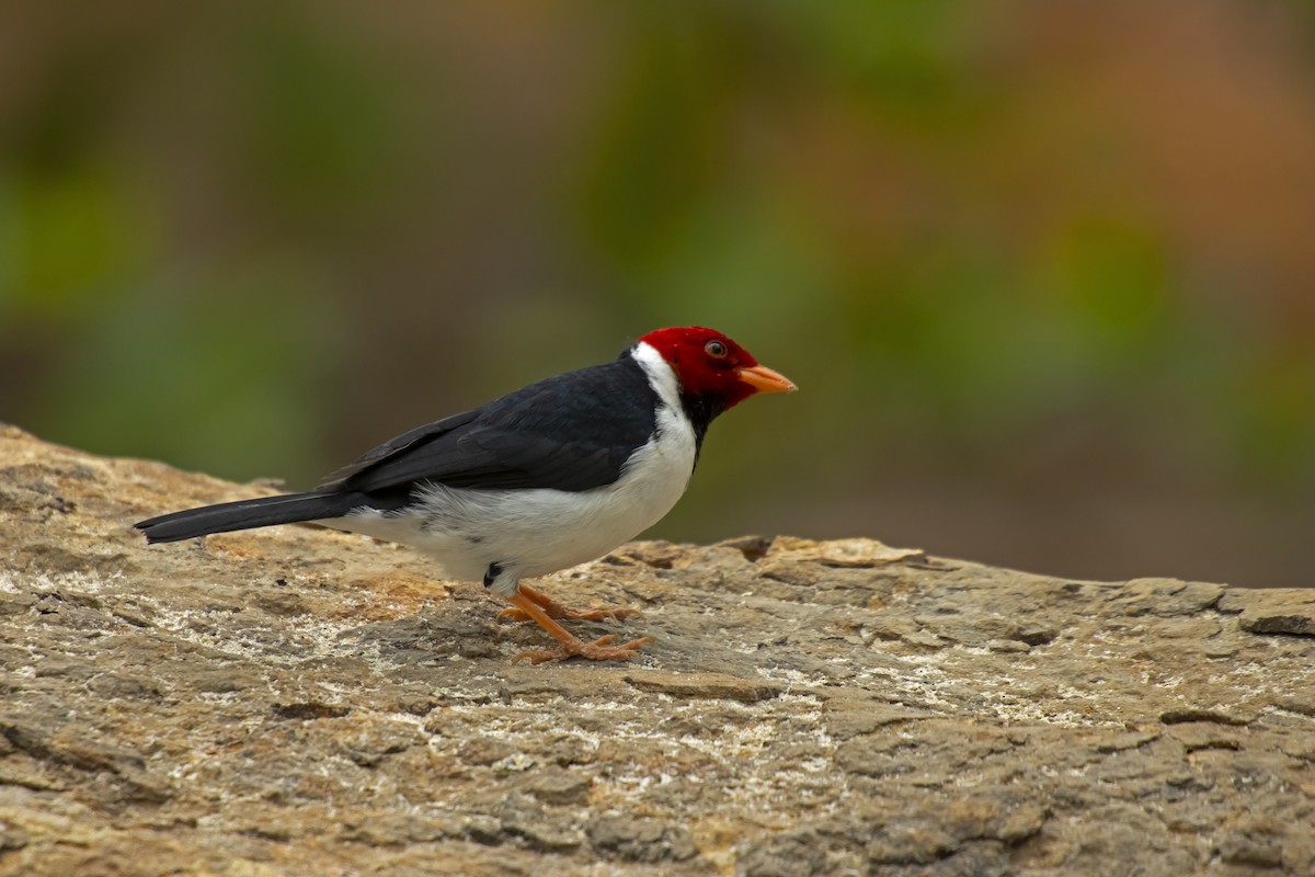 Yellow-billed Cardinal - Antonio Rodriguez-Sinovas