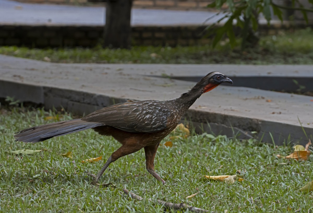 Chestnut-bellied Guan - Antonio Rodriguez-Sinovas