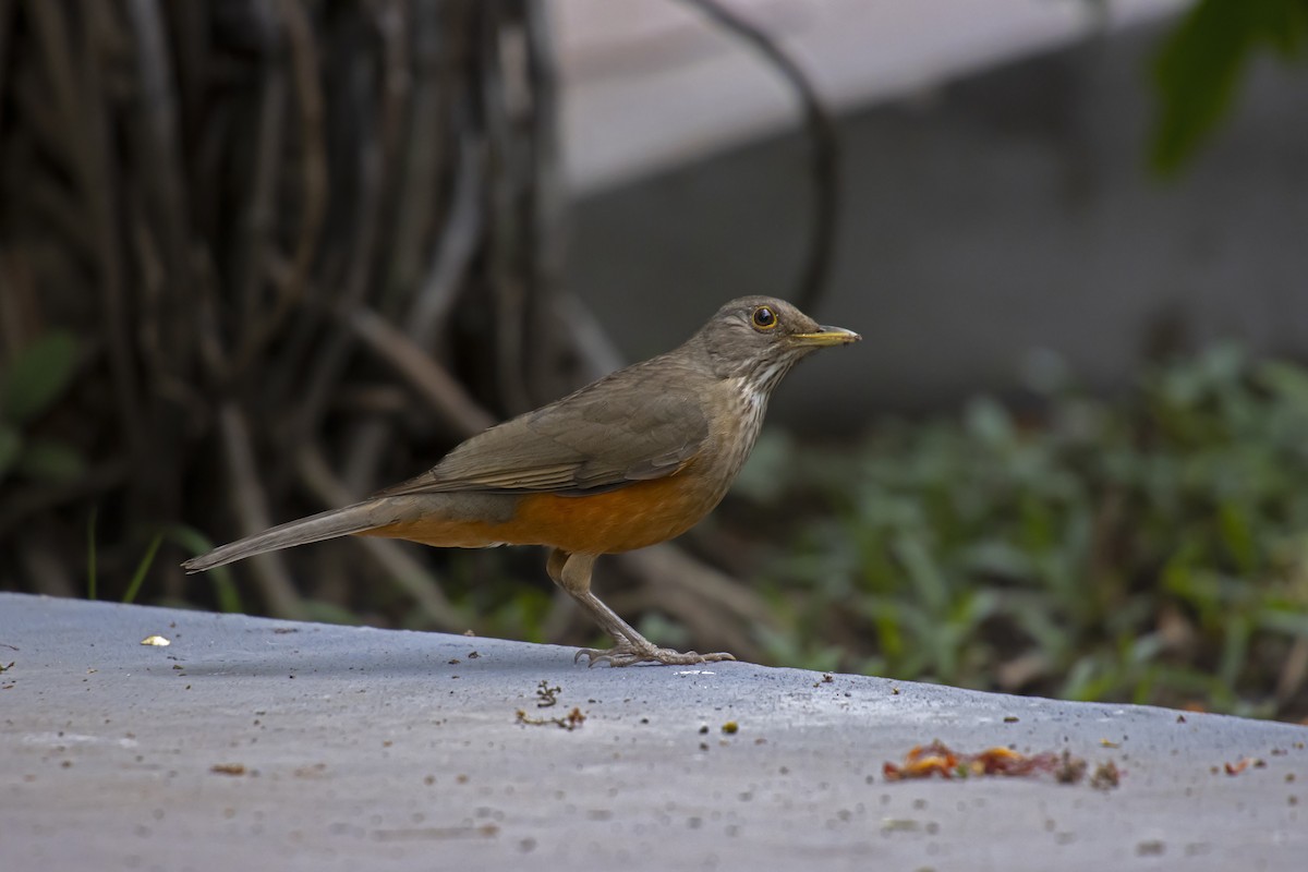 Rufous-bellied Thrush - Antonio Rodriguez-Sinovas