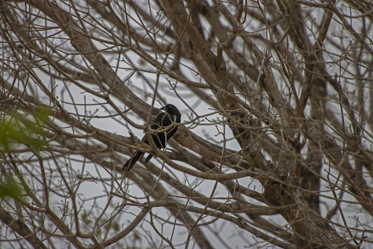 Giant Cowbird - Antonio Rodriguez-Sinovas