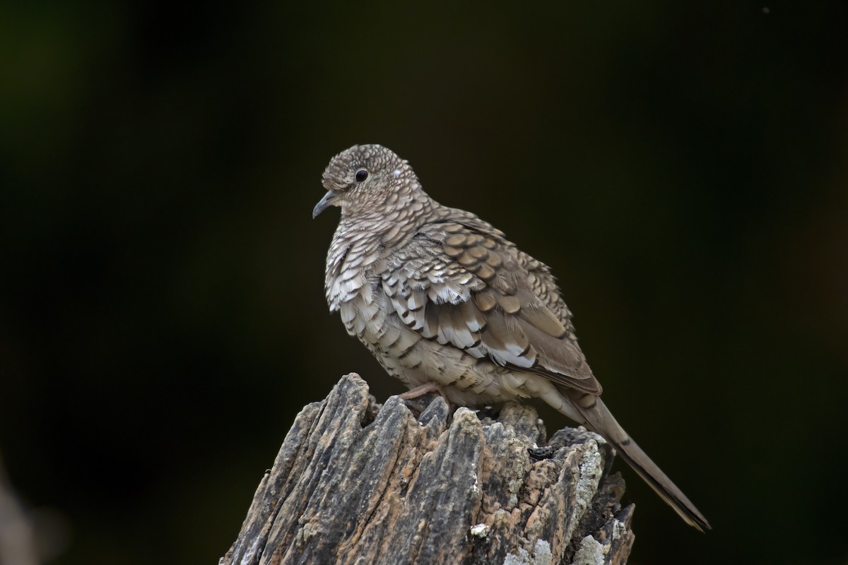 Scaled Dove - Antonio Rodriguez-Sinovas