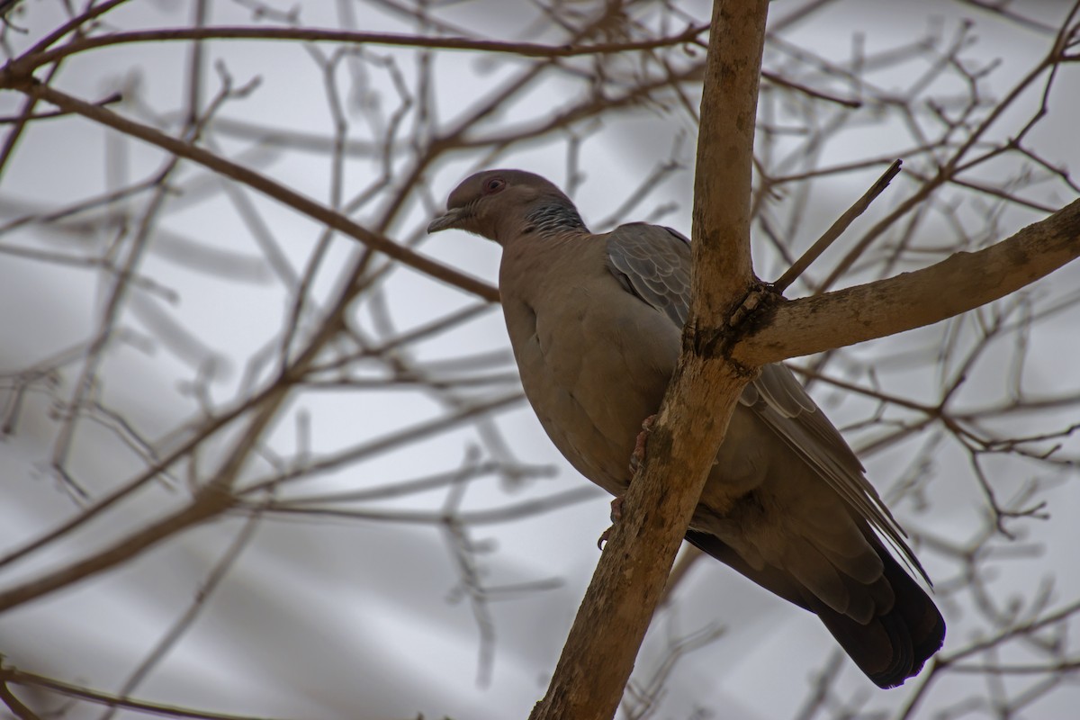 Picazuro Pigeon - ML610670800