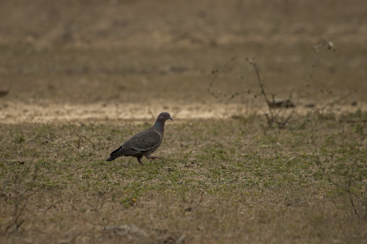 Picazuro Pigeon - Antonio Rodriguez-Sinovas