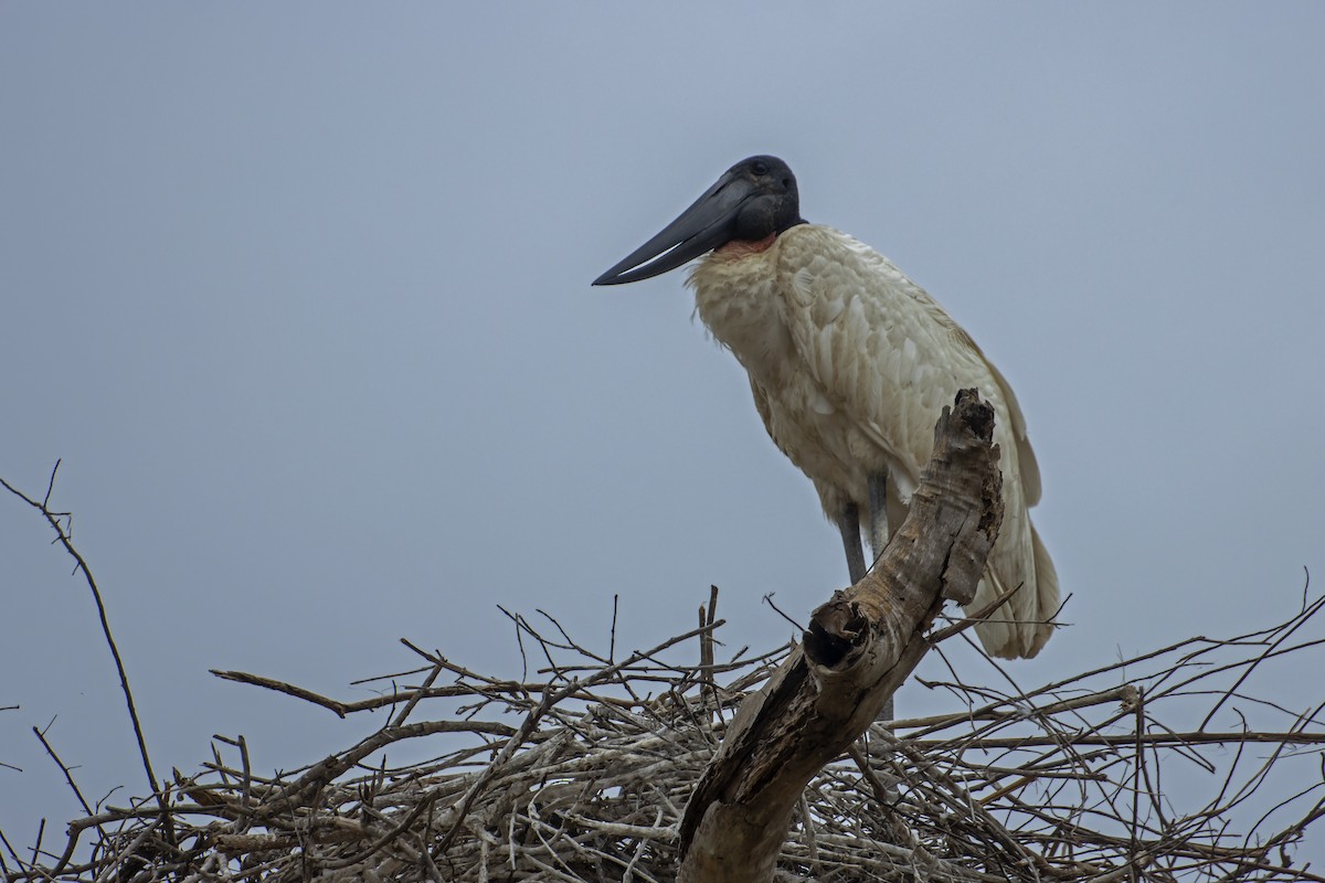 Jabiru - Antonio Rodriguez-Sinovas
