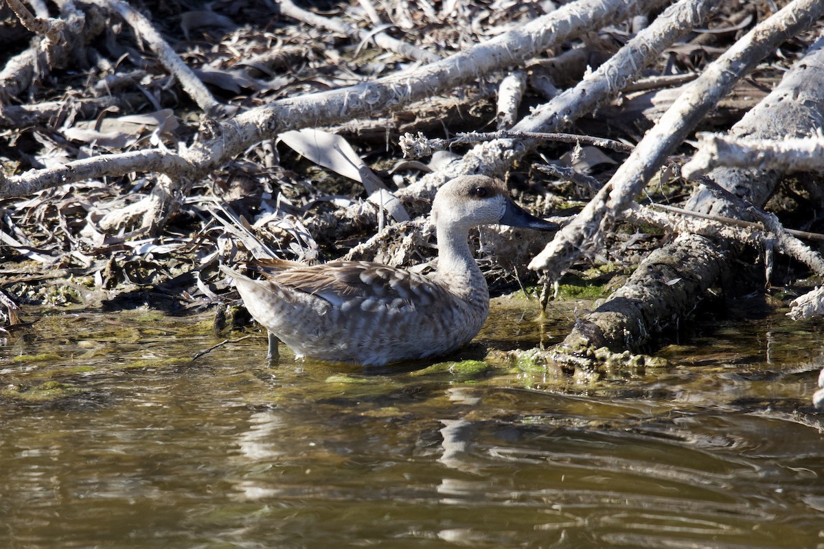 Marbled Duck - ML610670840