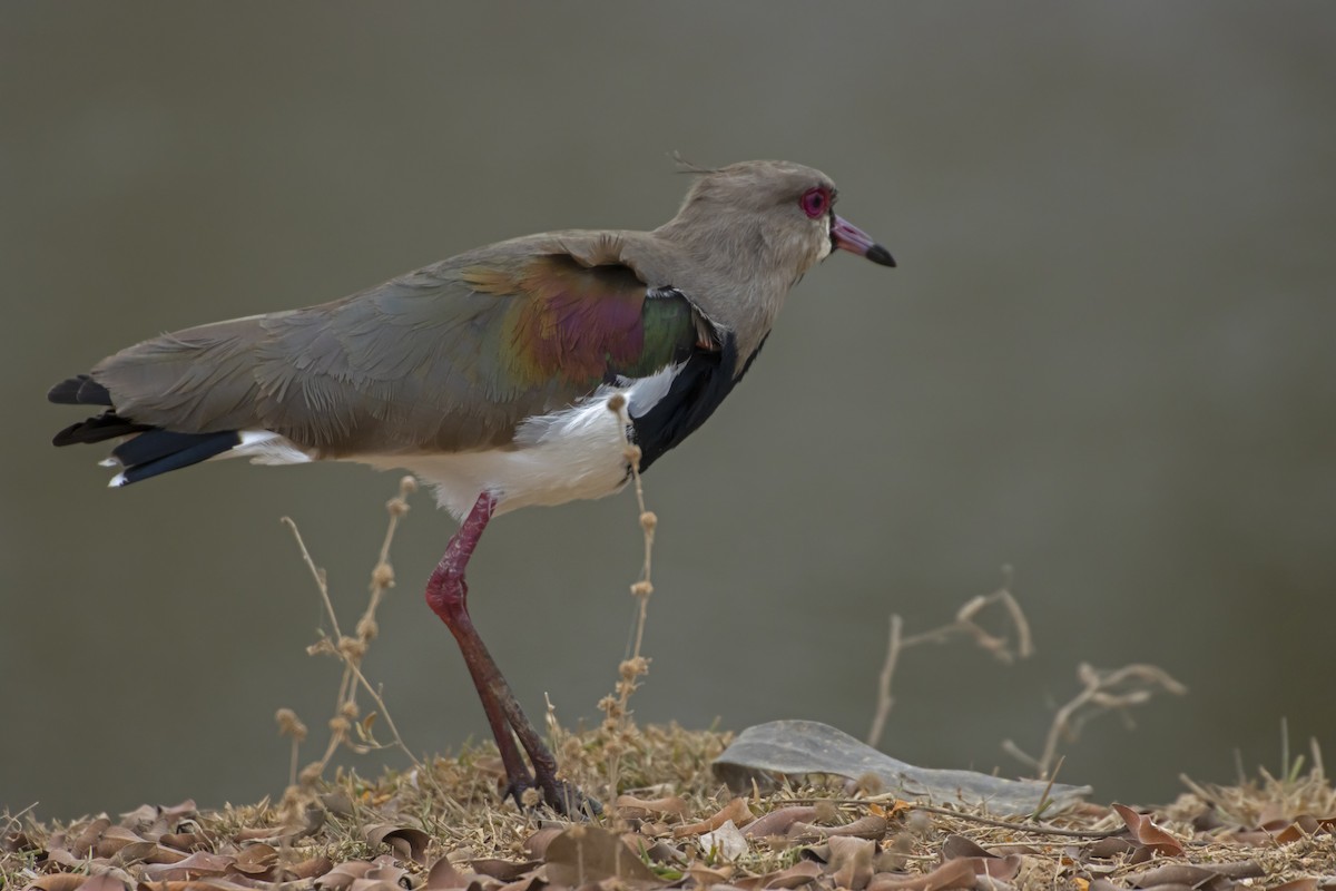 Southern Lapwing - Antonio Rodriguez-Sinovas