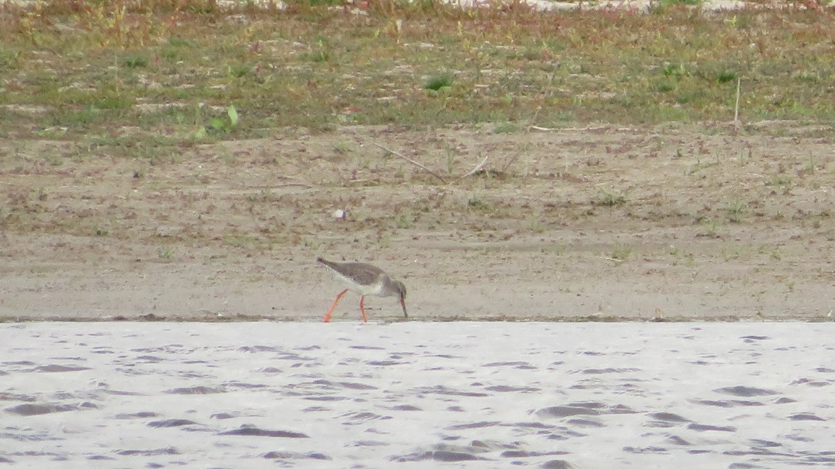 Common Redshank - Samuel de la Calle San José