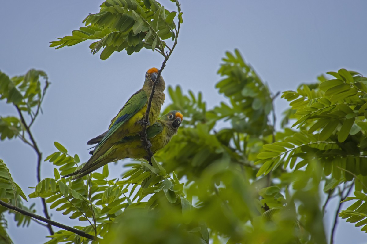 Peach-fronted Parakeet - Antonio Rodriguez-Sinovas