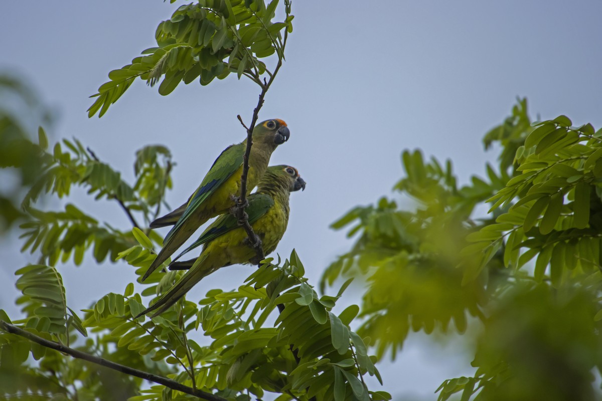 Peach-fronted Parakeet - Antonio Rodriguez-Sinovas