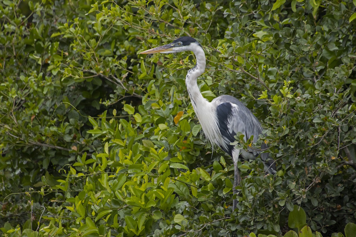 Cocoi Heron - Antonio Rodriguez-Sinovas