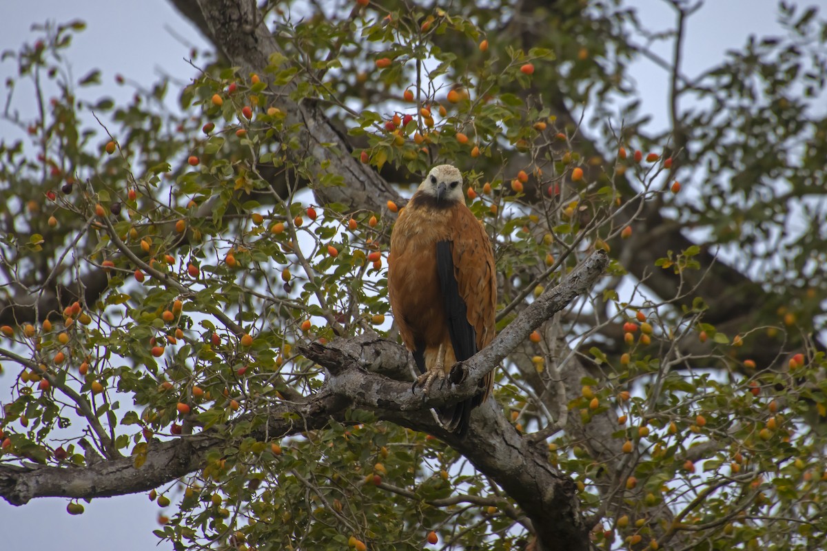Black-collared Hawk - Antonio Rodriguez-Sinovas